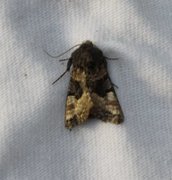 Small Angle Shades (Euplexia lucipara)
