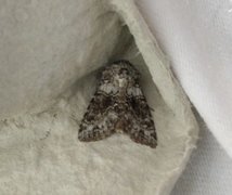 Broad-barred White (Hecatera bicolorata)