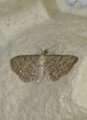 Engdvergmåler (Eupithecia satyrata)