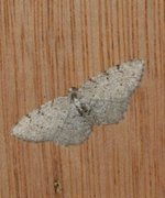 Grey Birch (Aethalura punctulata)