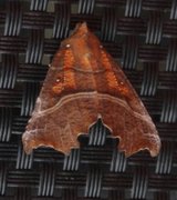 The Herald (Scoliopteryx libatrix)
