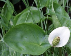 Myrkongle (Calla palustris)