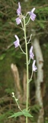 Blå tyrihjelm (Aconitum septentrionale subsp. septentrionale)
