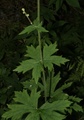 Blå tyrihjelm (Aconitum septentrionale subsp. septentrionale)