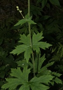 Blå tyrihjelm (Aconitum septentrionale subsp. septentrionale)