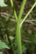 Blå tyrihjelm (Aconitum septentrionale subsp. septentrionale)