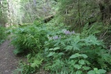 Blå tyrihjelm (Aconitum septentrionale subsp. septentrionale)