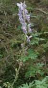Blå tyrihjelm (Aconitum septentrionale subsp. septentrionale)