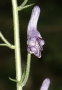 Blå tyrihjelm (Aconitum septentrionale subsp. septentrionale)