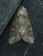 Pale Shining Brown (Polia bombycina)