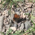 Ildgullvinge (Lycaena phlaeas)