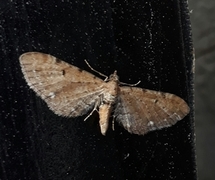 Brun dvergmåler (Eupithecia absinthiata)