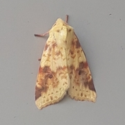 The Sallow (Xanthia icteritia)