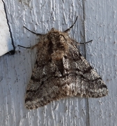 Brindled Beauty (Lycia hirtaria)