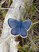 Silver-studded Blue (Plebejus argus)