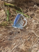 Silver-studded Blue (Plebejus argus)