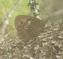 Fløyelsringvinge (Erebia ligea)