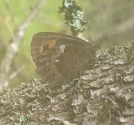 Fløyelsringvinge (Erebia ligea)