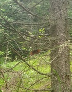 Arran Brown (Erebia ligea)