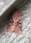 Hebrew Character (Orthosia gothica)