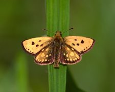 Svartflekksmyger (Carterocephalus silvicola)