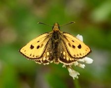 Northern Chequered Skipper (Carterocephalus silvicola)