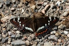 Poplar Admiral (Limenitis populi)