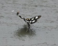 Gullrisengmott (Anania funebris)