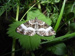 Sharp-angled Carpet (Euphyia unangulata)