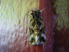 Gråbrunt metallfly (Autographa buraetica)