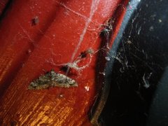 Barred Carpet (Martania taeniata)