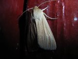 Brungult gressfly (Mythimna impura)