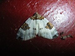 Blue-bordered Carpet (Plemyria rubiginata)