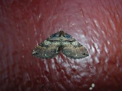 Shoulder-stripe (Anticlea badiata)