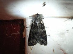 Softly's Shoulder-knot (Lithophane consocia)