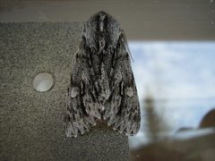 Rannoch Sprawler (Brachionycha nubeculosa)
