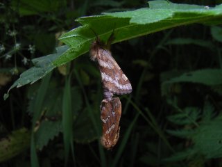 Dvergroteter (Phymatopus hecta)