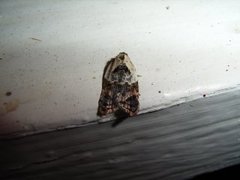 Marmorflatvikler (Acleris variegana)