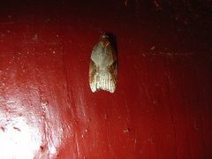 Buskflatvikler (Acleris laterana)