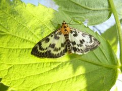 Small Magpie (Anania hortulata)