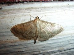 Mother of Pearl (Patania ruralis)