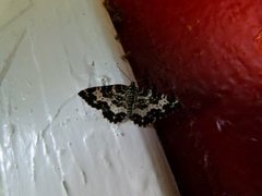 Argent & Sable (Rheumaptera hastata)