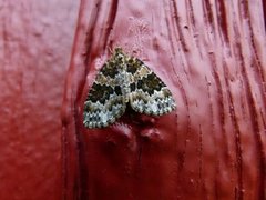 Broken-barred Carpet (Electrophaes corylata)