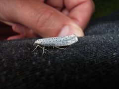 Bird-cherry Ermine (Yponomeuta evonymella)