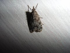 Little Grey (Eudonia lacustrata)