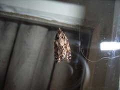 Heggflatvikler (Acleris umbrana)