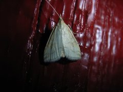Pale Straw Pearl (Udea lutealis)