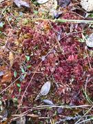 Rødtorvmose (Sphagnum rubellum)