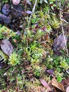 Bjørnemose (Polytrichum sp.)