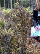 Røsslyng (Calluna vulgaris)